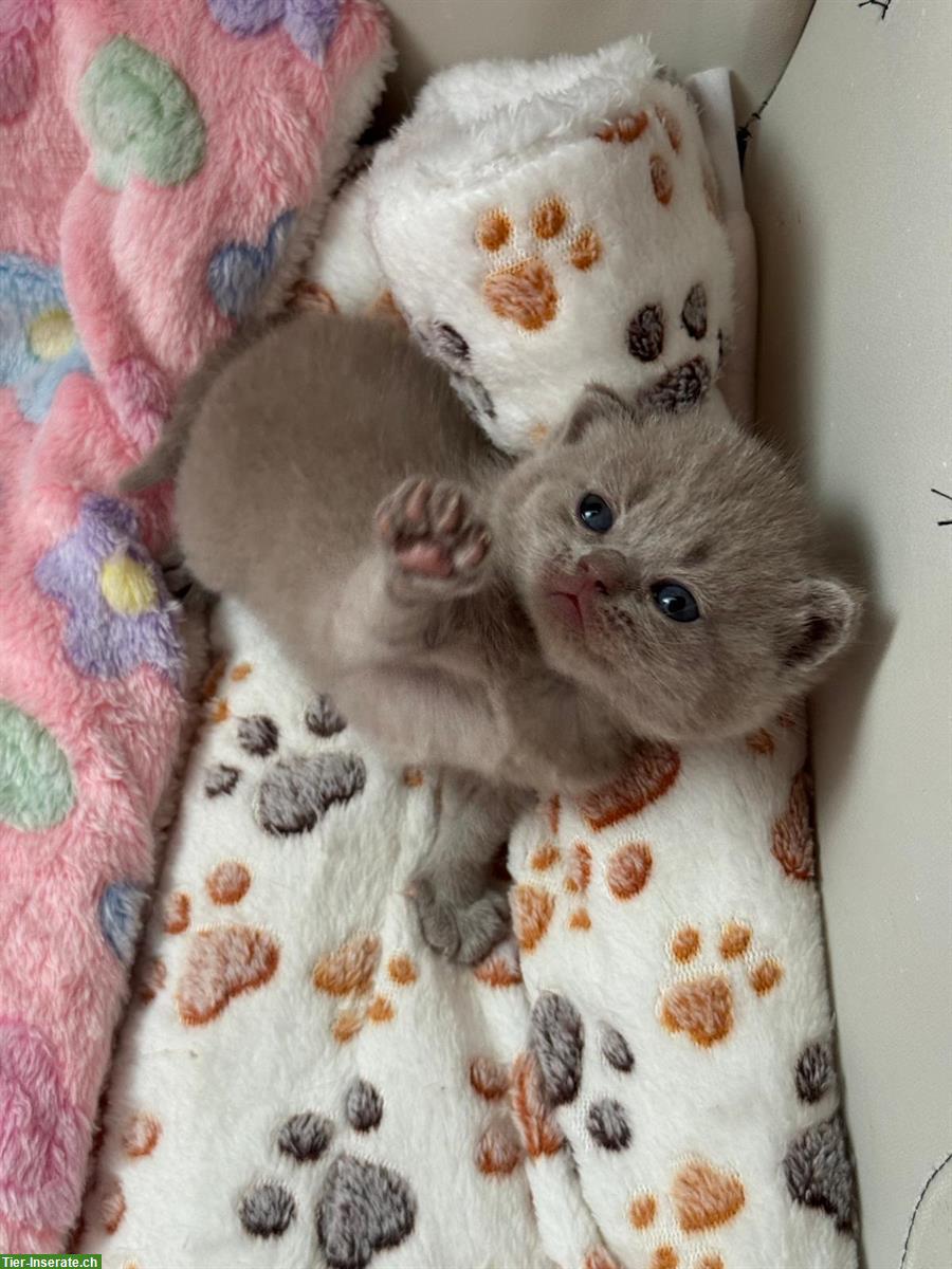 Bild 7: Britisch Kurzhaar Kitten, weiblich