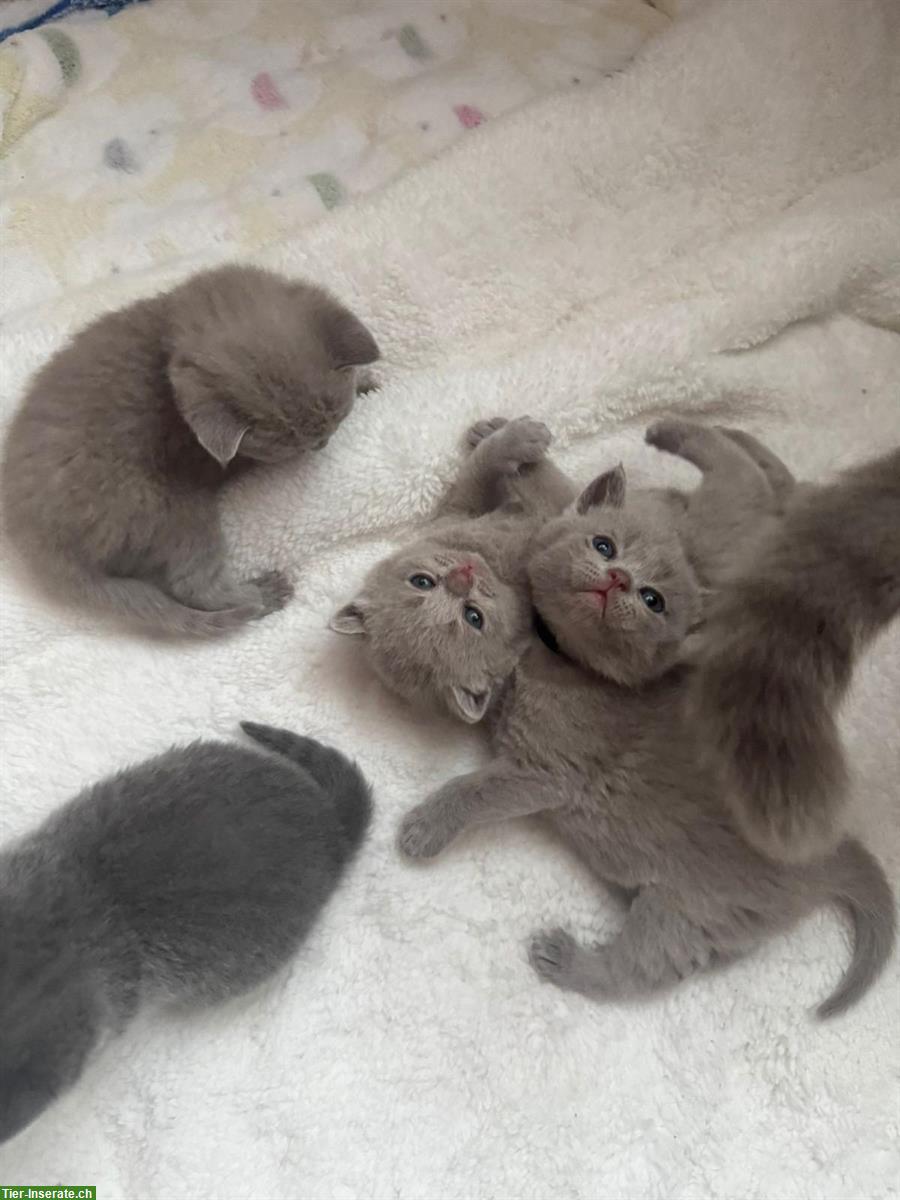 Bild 8: Britisch Kurzhaar Kitten, weiblich