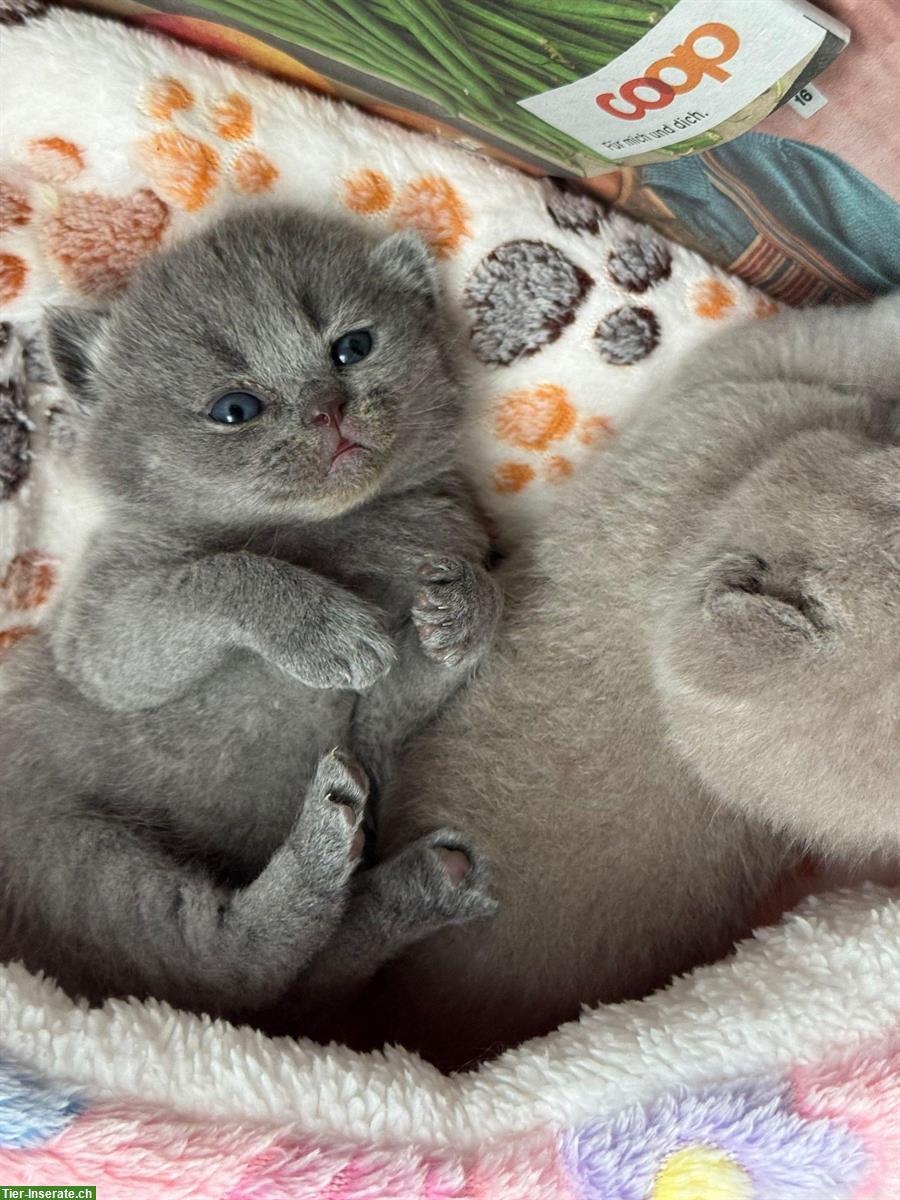 Bild 9: Britisch Kurzhaar Kitten, weiblich