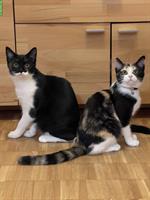 🐾 2 kleine Herzenskatzen suchen ihr Für-immer-Zuhause