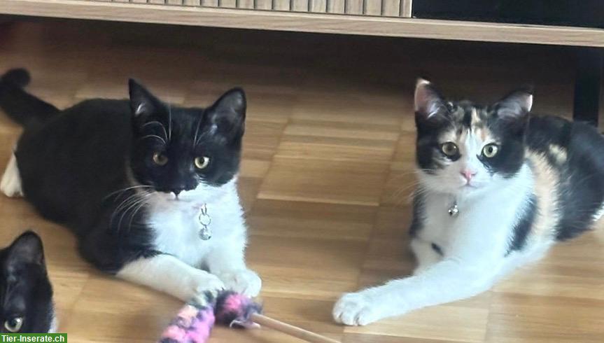 Bild 2: 🐾 2 kleine Herzenskatzen suchen ihr Für-immer-Zuhause