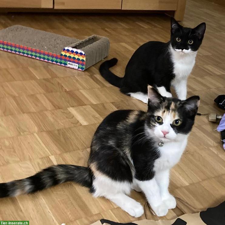 Bild 3: 🐾 2 kleine Herzenskatzen suchen ihr Für-immer-Zuhause