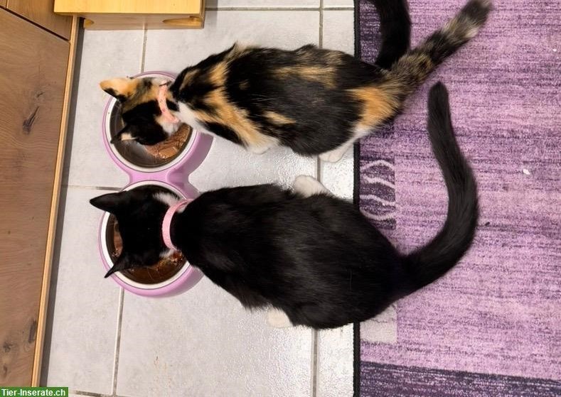 Bild 4: 🐾 2 kleine Herzenskatzen suchen ihr Für-immer-Zuhause