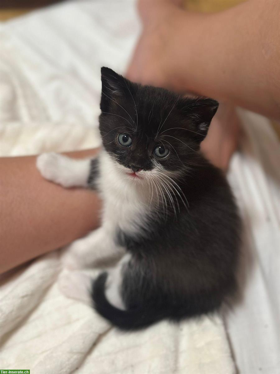 Bild 5: 🐾 2 kleine Herzenskatzen suchen ihr Für-immer-Zuhause