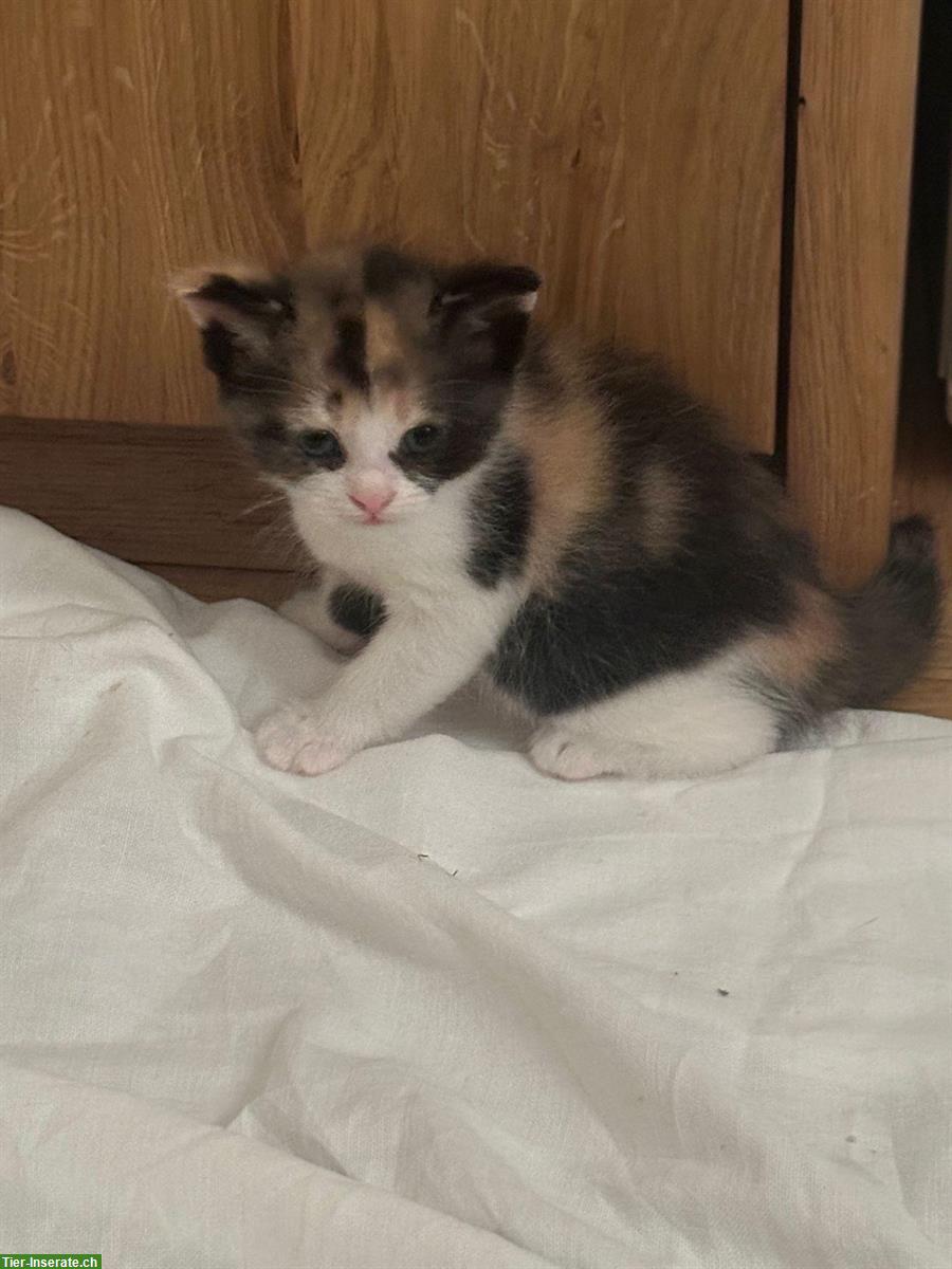 Bild 6: 🐾 2 kleine Herzenskatzen suchen ihr Für-immer-Zuhause