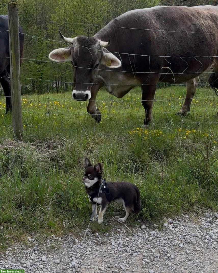Chihuahua Hündin in liebevolle Hände abzugeben