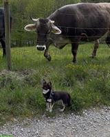 Chihuahua Hündin in liebevolle Hände abzugeben