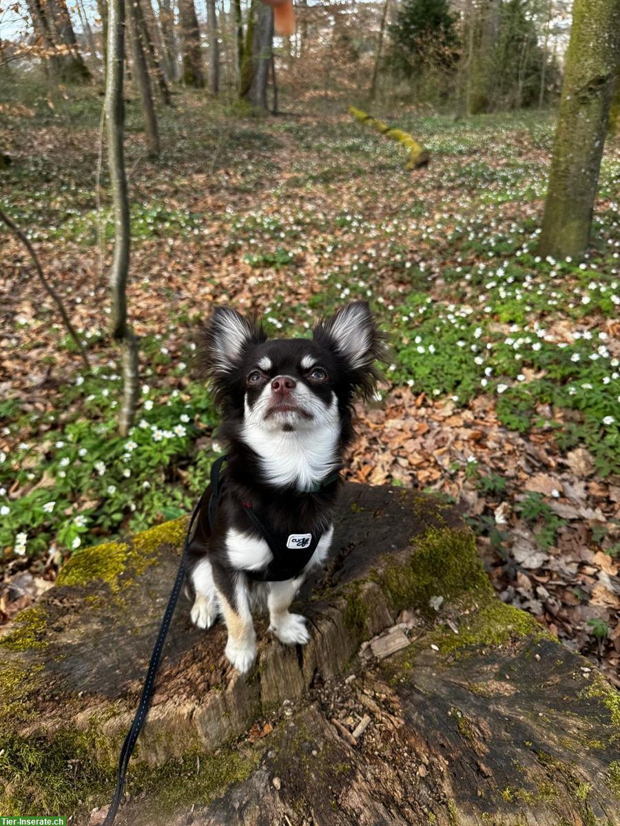 Bild 2: Chihuahua Hündin in liebevolle Hände abzugeben