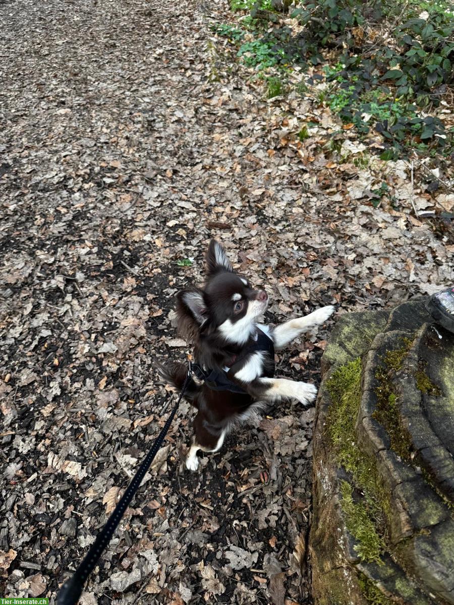 Bild 3: Chihuahua Hündin in liebevolle Hände abzugeben