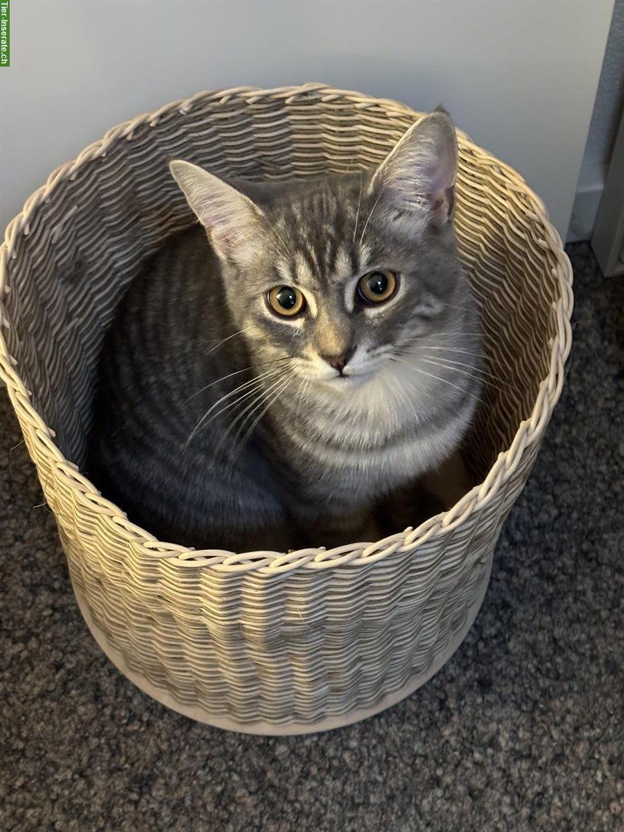 Britisch Kurzhaar Kater (8 Monate) mit Freigang sucht Familie