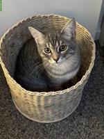 Britisch Kurzhaar Kater (8 Monate) mit Freigang sucht Familie