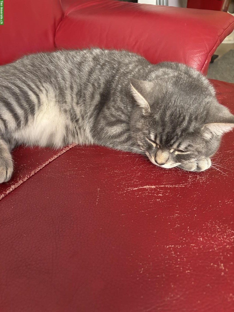 Bild 2: Britisch Kurzhaar Kater (8 Monate) mit Freigang sucht Familie