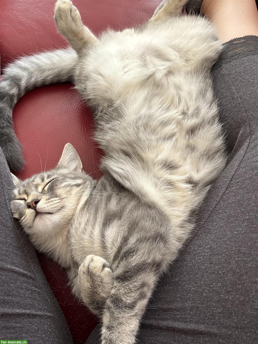 Bild 3: Britisch Kurzhaar Kater (8 Monate) mit Freigang sucht Familie