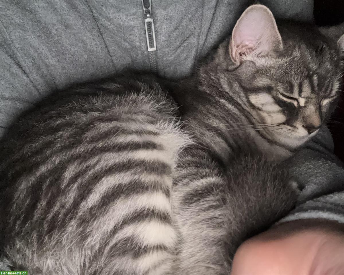 Bild 4: Britisch Kurzhaar Kater (8 Monate) mit Freigang sucht Familie