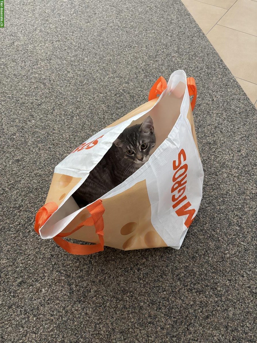 Bild 5: Britisch Kurzhaar Kater (8 Monate) mit Freigang sucht Familie