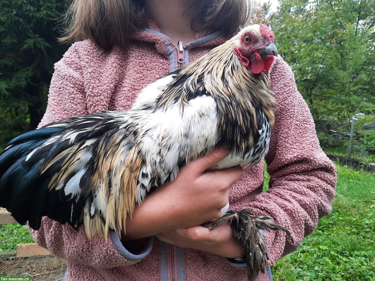 Cochin Mix Zwerghähne gratis abzugeben