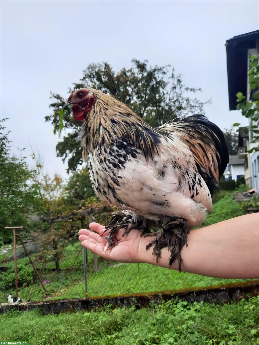 Bild 2: Cochin Mix Zwerghähne gratis abzugeben