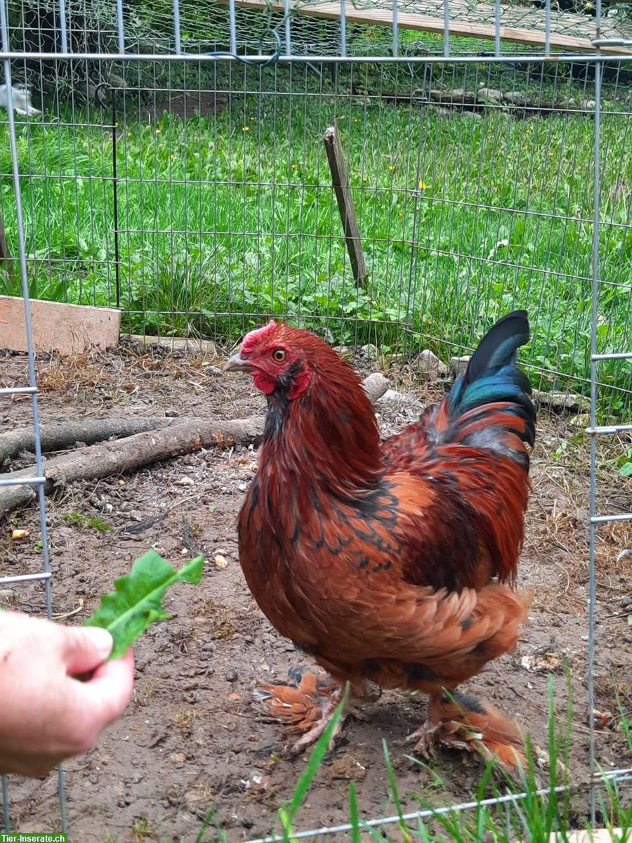 Bild 3: Cochin Mix Zwerghähne gratis abzugeben