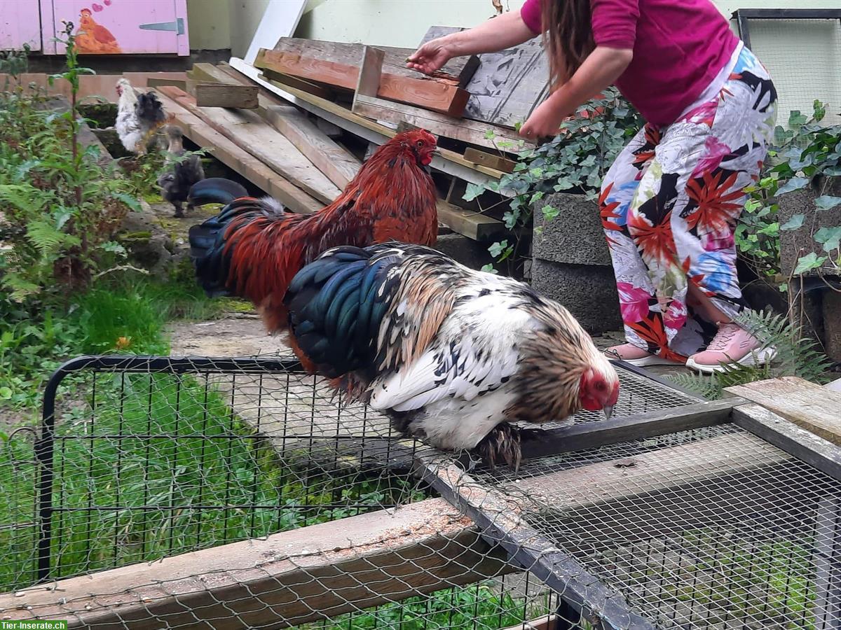 Bild 4: Cochin Mix Zwerghähne gratis abzugeben