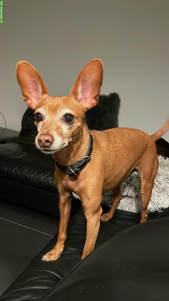 Zwergpinscher mit Charakter sucht Einzelplatz