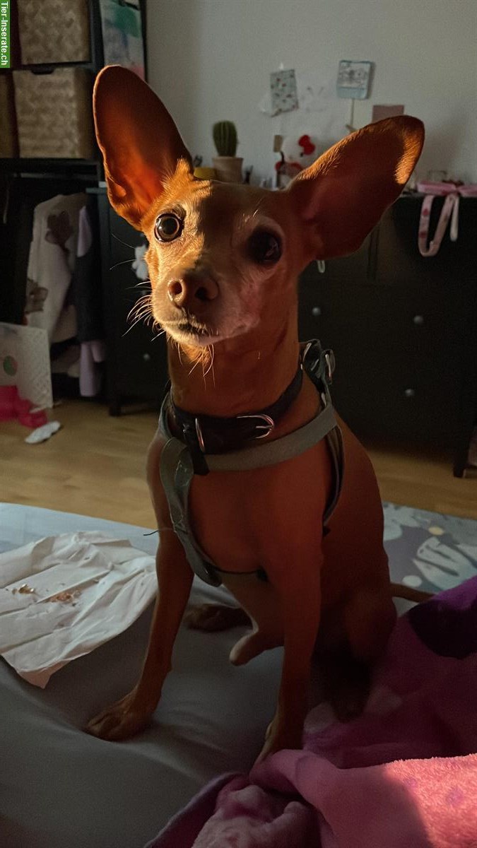 Bild 2: Zwergpinscher mit Charakter sucht Einzelplatz