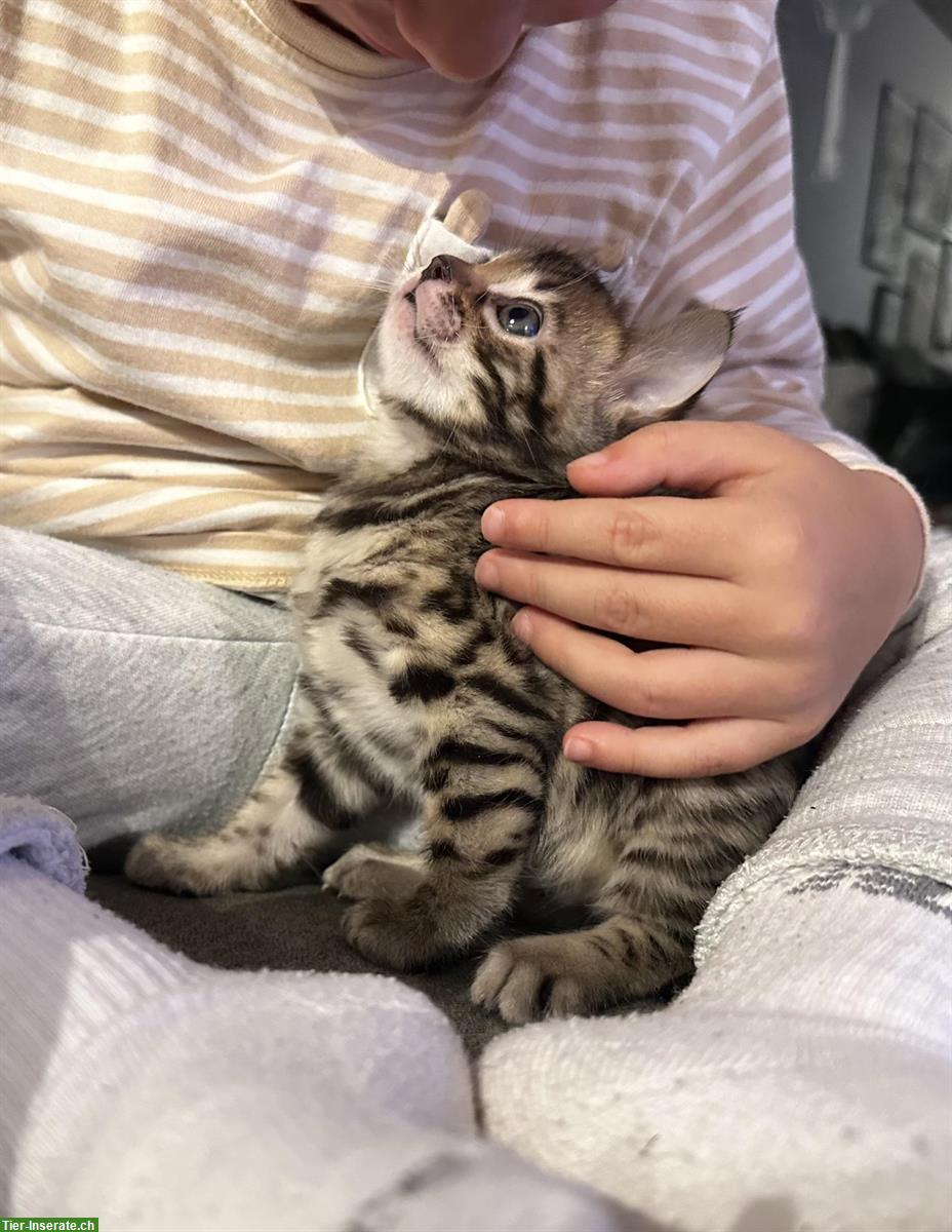 Bengal Kitten Mädchen sucht ein Zuhause