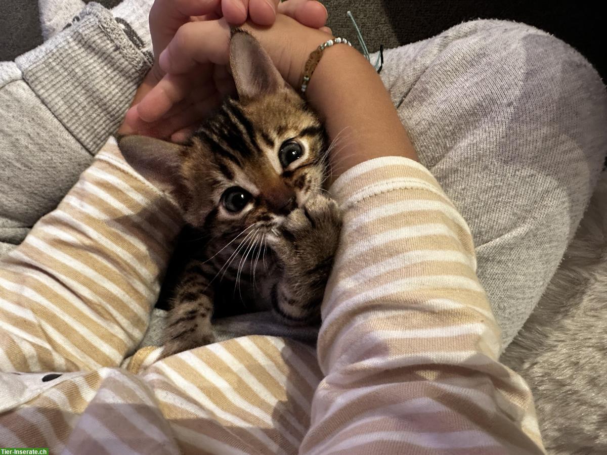Bild 2: Bengal Kitten Mädchen sucht ein Zuhause