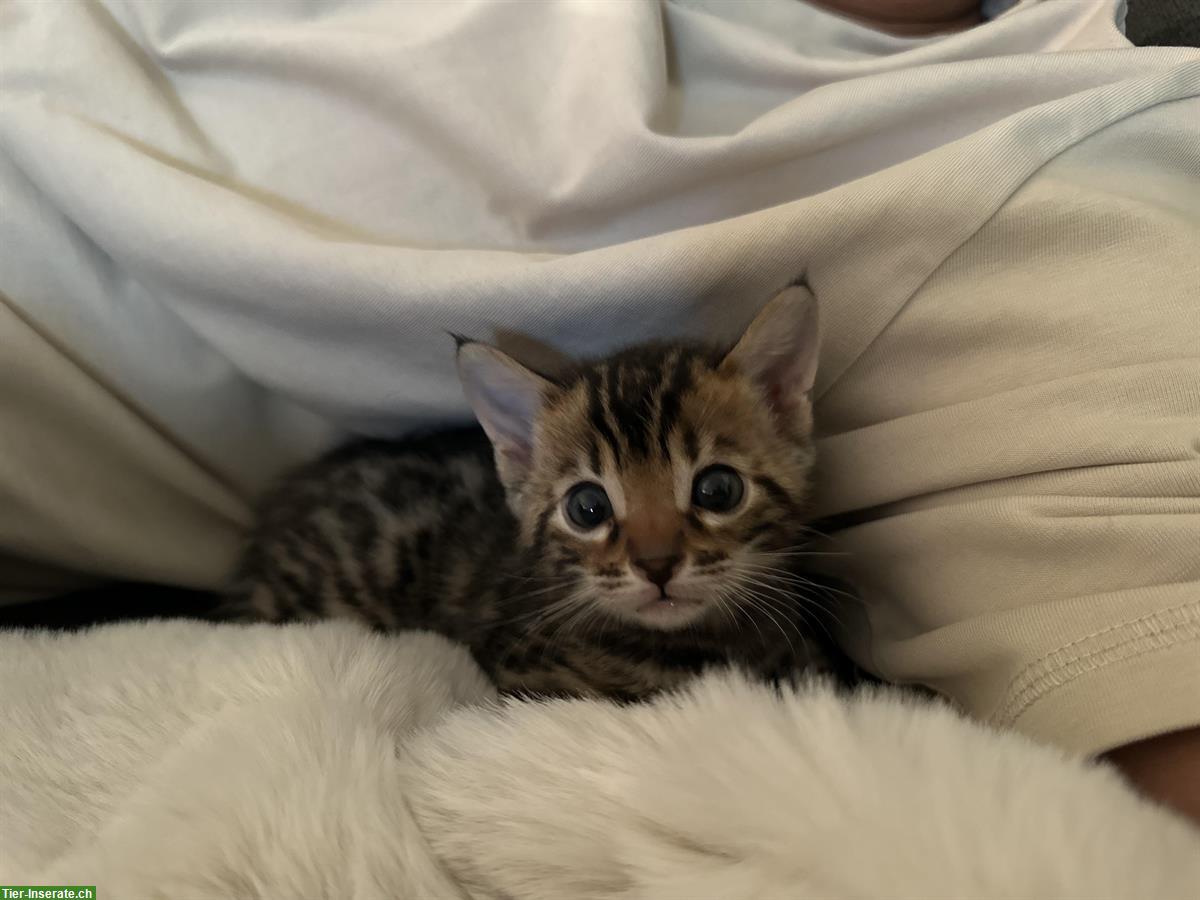 Bild 3: Bengal Kitten Mädchen sucht ein Zuhause