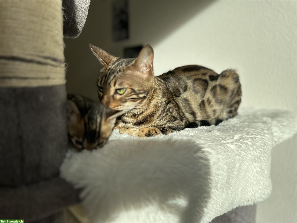 Bild 4: Bengal Kitten Mädchen sucht ein Zuhause