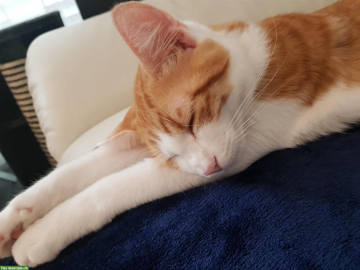 Verschmuster Freigänger Kater (rot-weiss) sucht neues Zuhause