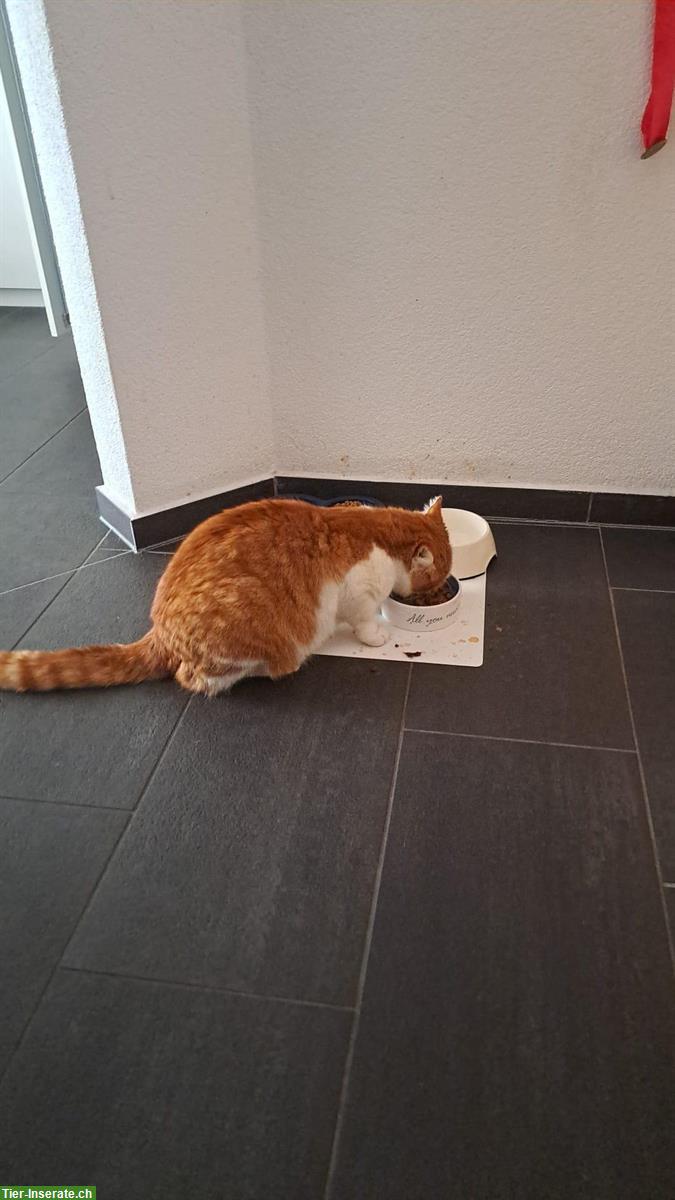Bild 2: Verschmuster Freigänger Kater (rot-weiss) sucht neues Zuhause