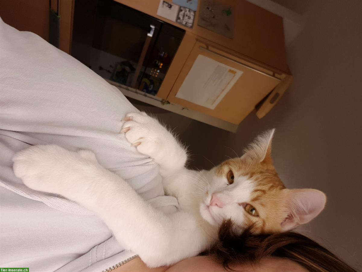 Bild 3: Verschmuster Freigänger Kater (rot-weiss) sucht neues Zuhause