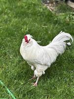 Schöne, nette Hähne: Araucana, Lachshuhn, Appenzeller Spitzhaube