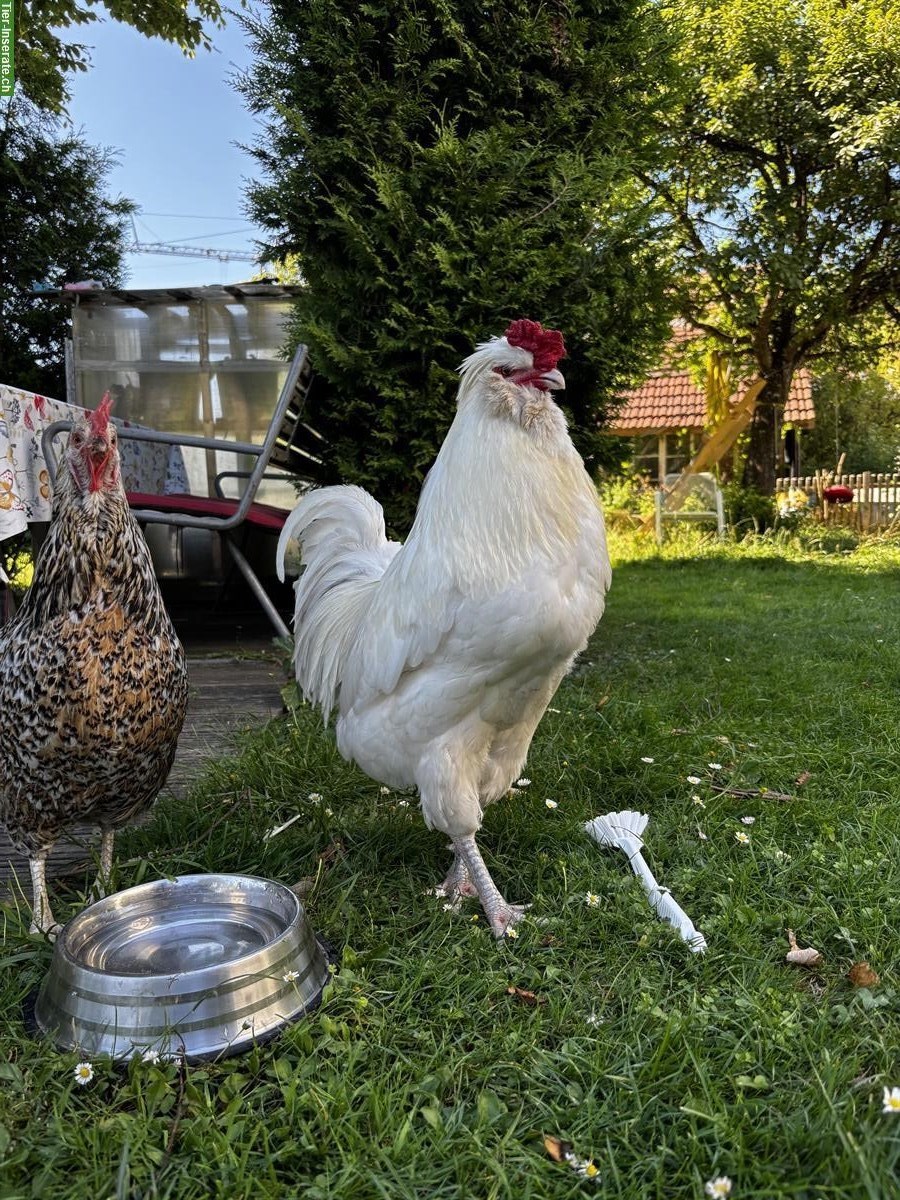 Bild 2: Schöne, nette Hähne: Araucana, Lachshuhn, Appenzeller Spitzhaube