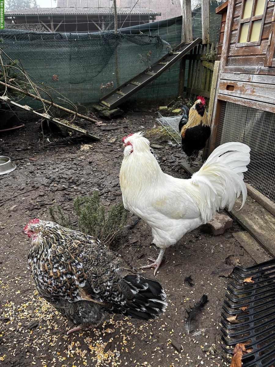 Bild 3: Schöne, nette Hähne: Araucana, Lachshuhn, Appenzeller Spitzhaube