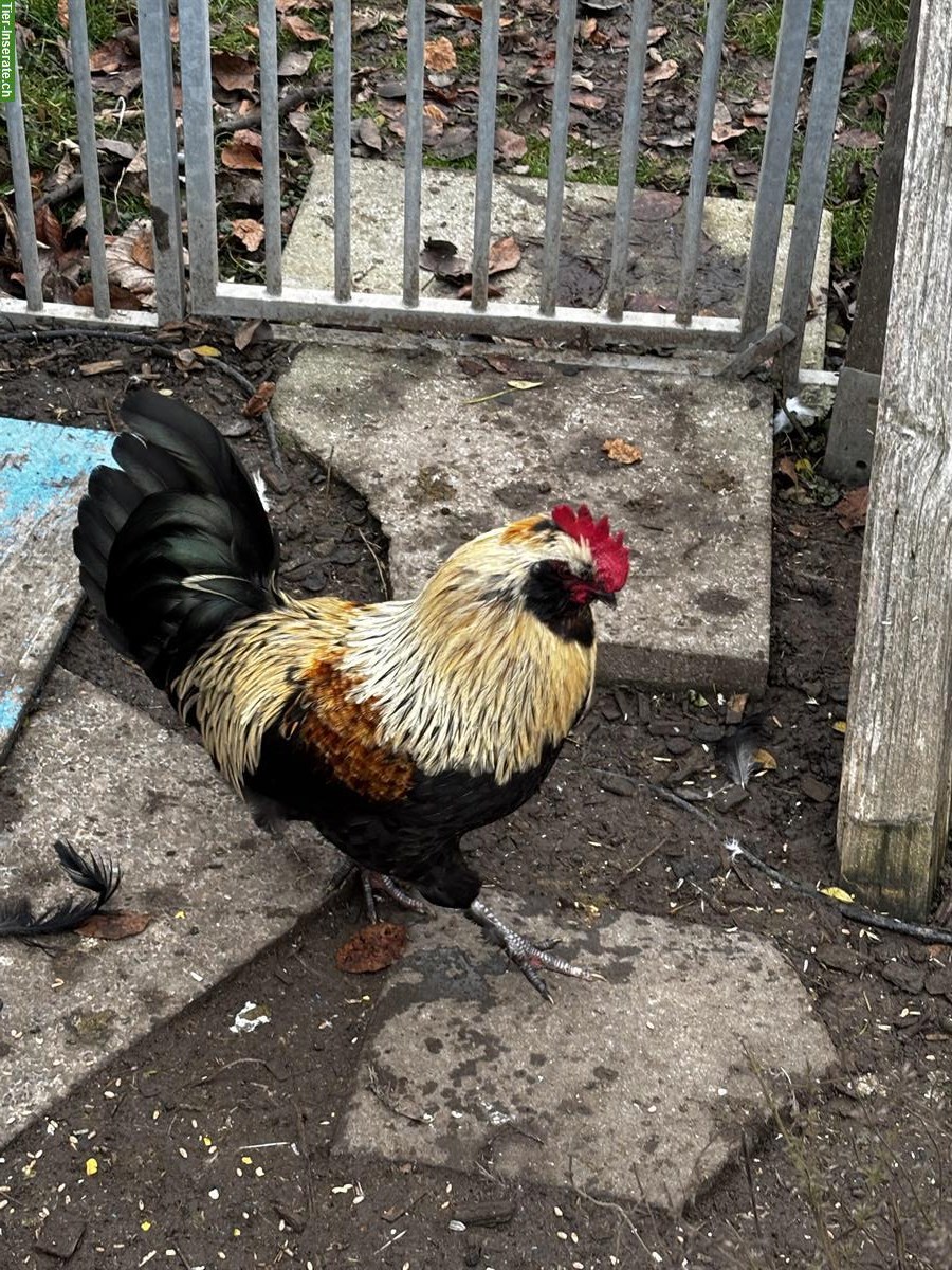 Bild 4: Schöne, nette Hähne: Araucana, Lachshuhn, Appenzeller Spitzhaube