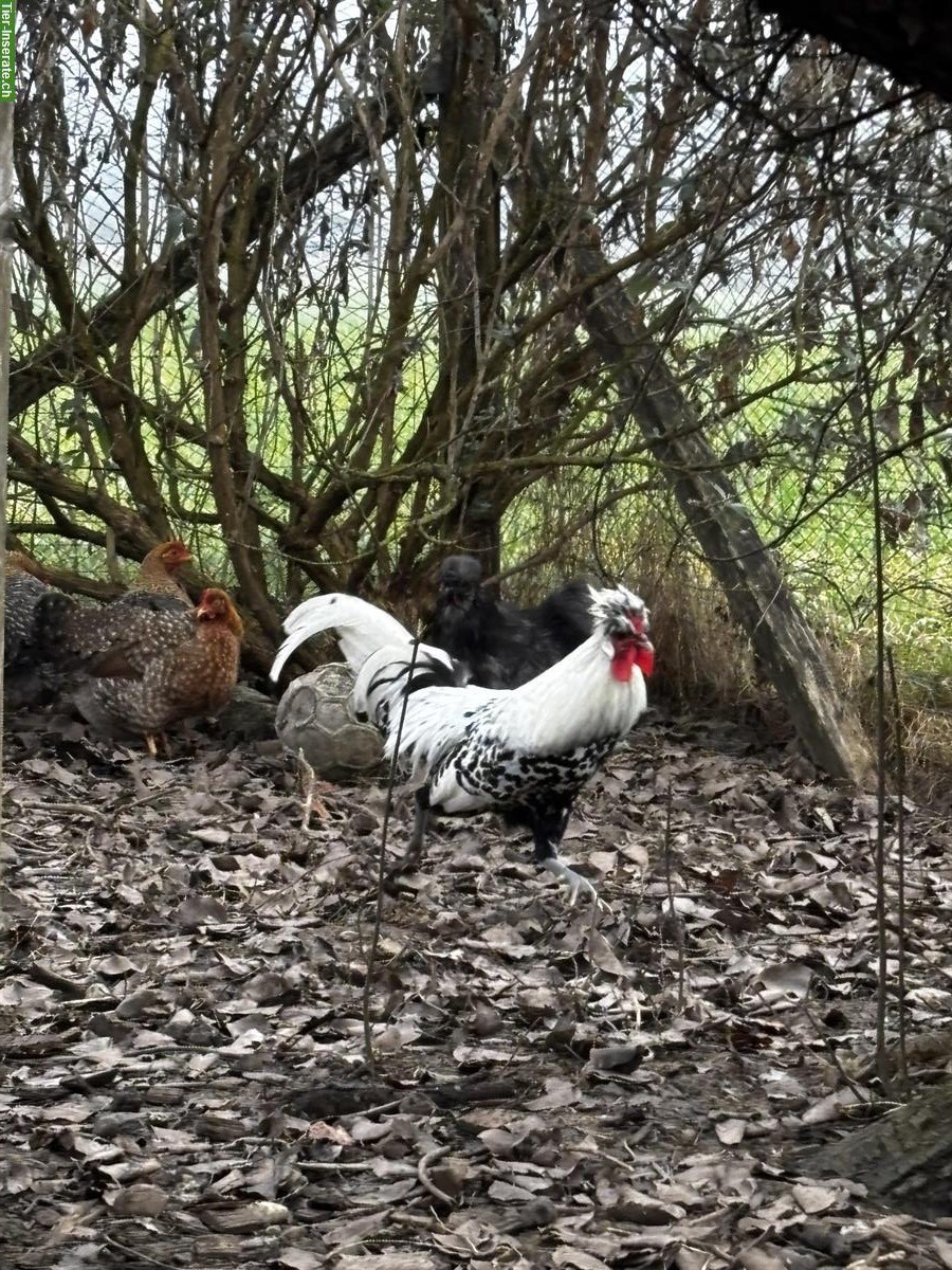 Bild 5: Schöne, nette Hähne: Araucana, Lachshuhn, Appenzeller Spitzhaube