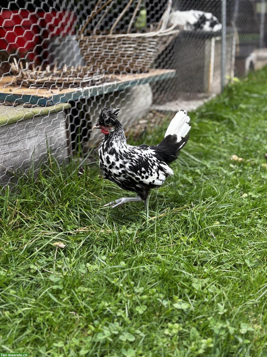 Bild 6: Schöne, nette Hähne: Araucana, Lachshuhn, Appenzeller Spitzhaube