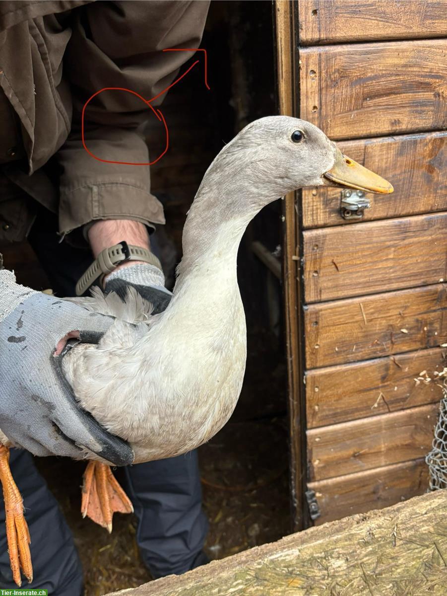 Junge Erpel-Gruppe, Pommernenten x Streicherenten