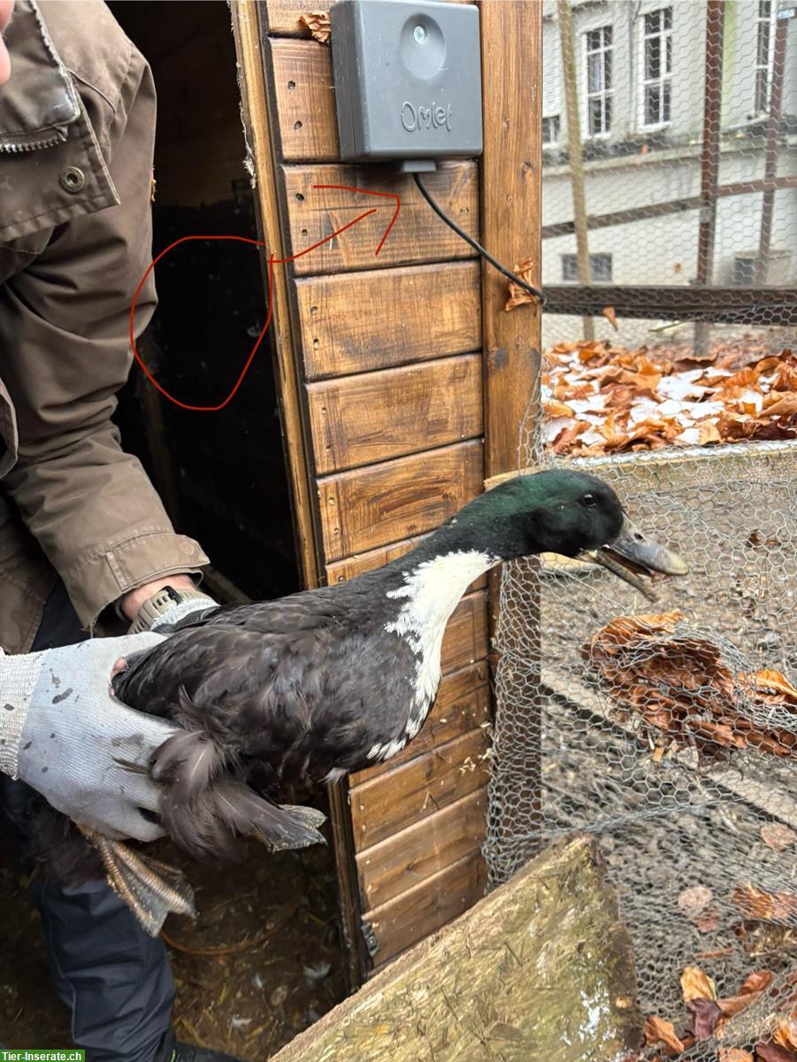 Bild 2: Junge Erpel-Gruppe, Pommernenten x Streicherenten