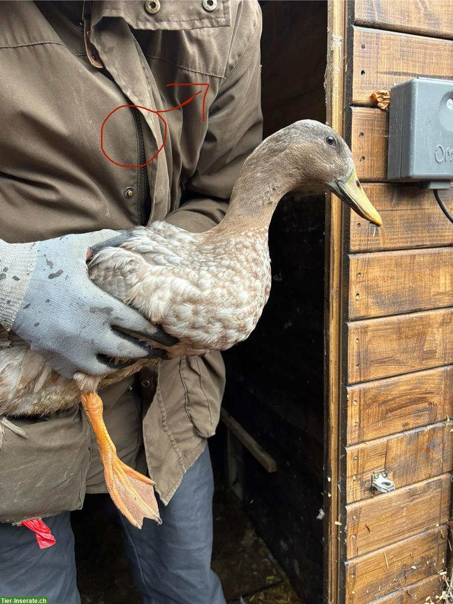 Bild 3: Junge Erpel-Gruppe, Pommernenten x Streicherenten
