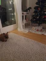 Zwergkaninchen Männchen mit Zubehör abzugeben