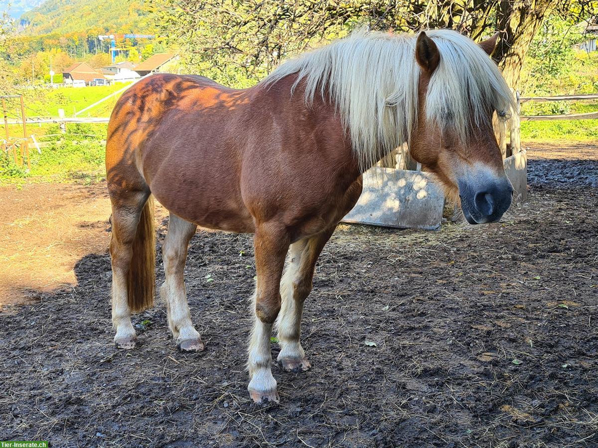 Haflinger Stute sucht Platz als Beistellpferd, bedingt reitbar