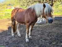 Haflinger Stute sucht Platz als Beistellpferd, bedingt reitbar