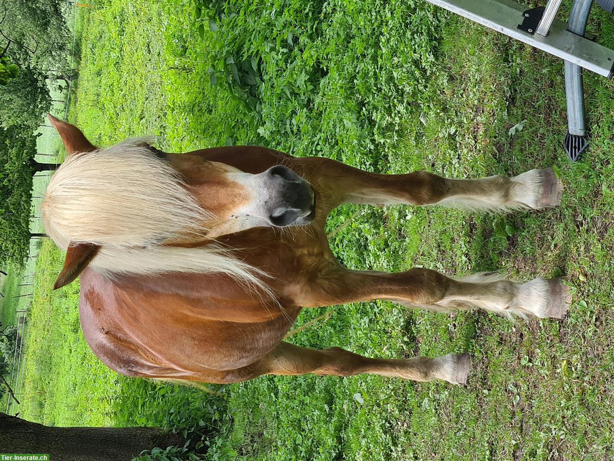 Bild 2: Haflinger Stute sucht Platz als Beistellpferd, bedingt reitbar