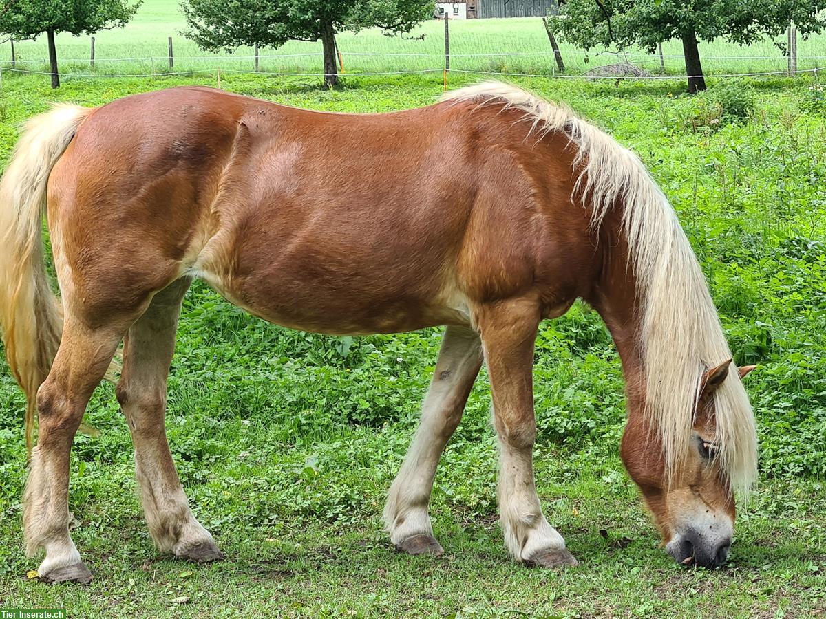 Bild 3: Haflinger Stute sucht Platz als Beistellpferd, bedingt reitbar
