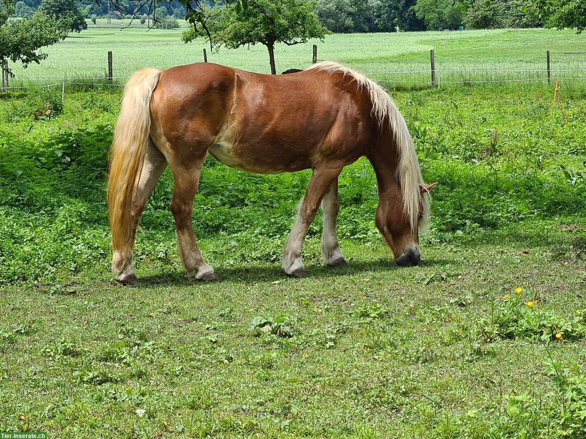 Bild 4: Haflinger Stute sucht Platz als Beistellpferd, bedingt reitbar