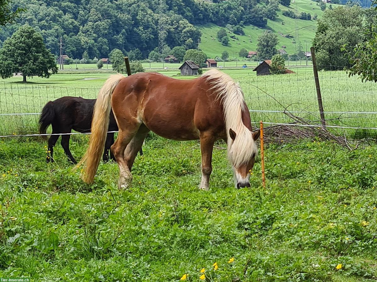 Bild 5: Haflinger Stute sucht Platz als Beistellpferd, bedingt reitbar
