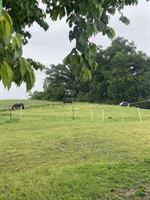 2er-Auslaufboxe oder kleiner 2er-Offenstall, neben Uster ZH