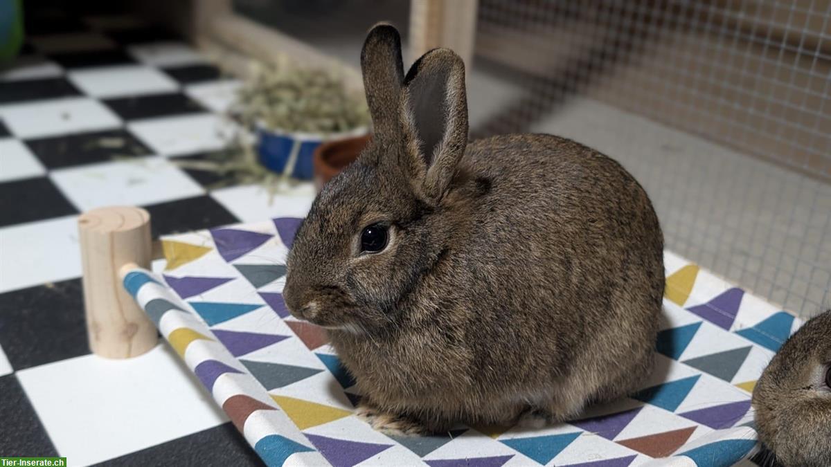 3 Zwergkaninchen, 2 Weibchen und 1 Männchen